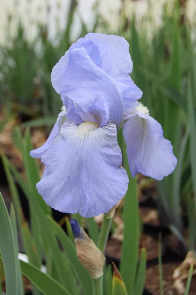 Iris 'Jane Phillips' ---